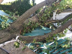 Hurricane Damage New York